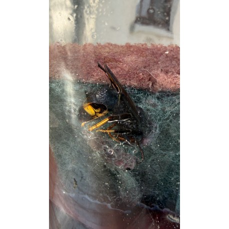 Piège à Frelon asiatique